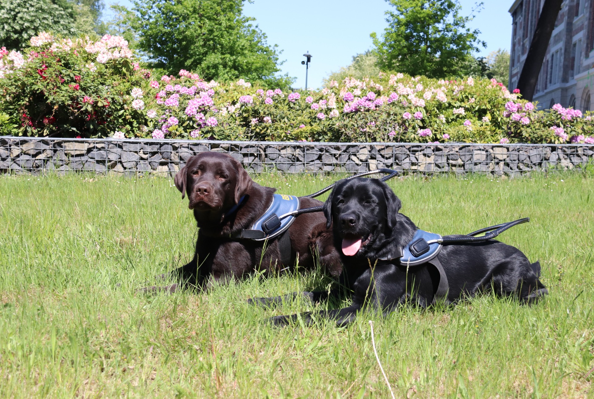 aspirant geleidehonden in tuig